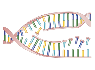 裂解细胞提取DNA