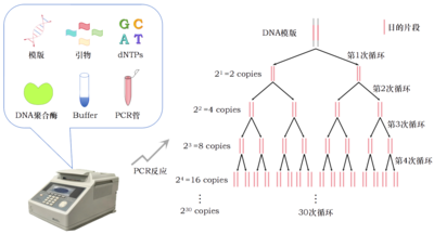 聚合酶链式反应（PCR）
